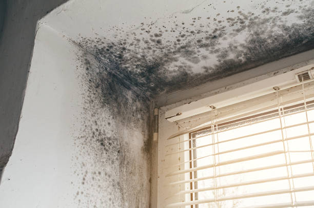 Affordable Hvac And Air Duct Mold Remediation solutions in Burke, VA